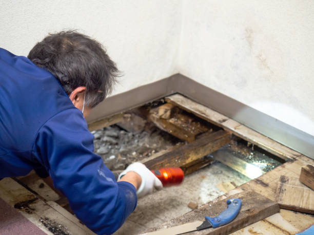 Best Fast Mold Removal  in Girard, KS