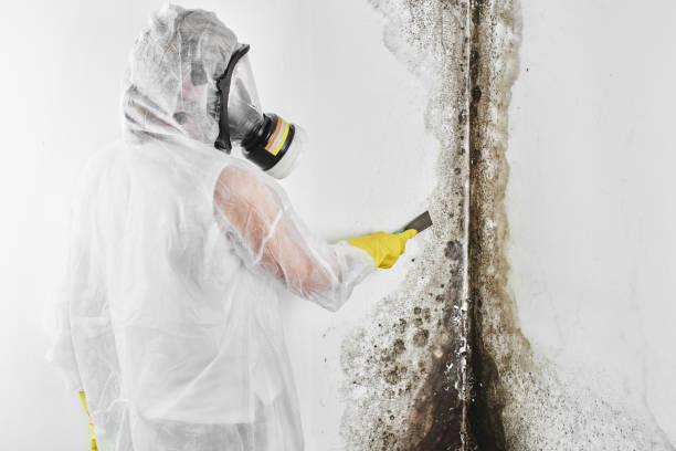 Best Certified Mold Removal  in Girard, KS