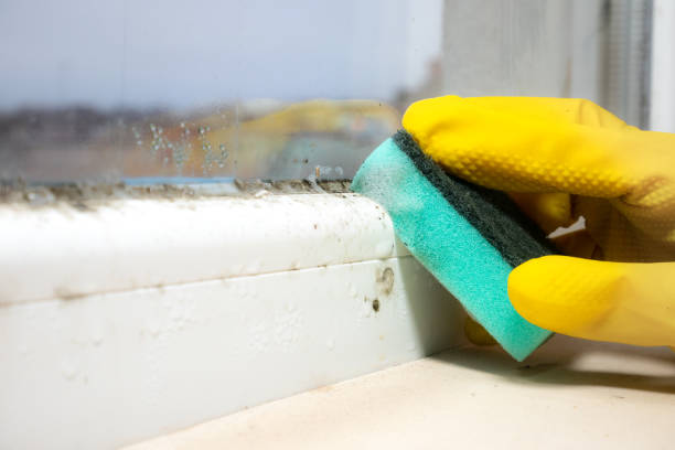 Best Black Mold Removal  in Girard, KS