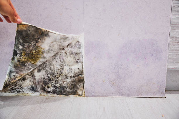 Girard, KS Mold Removal Company